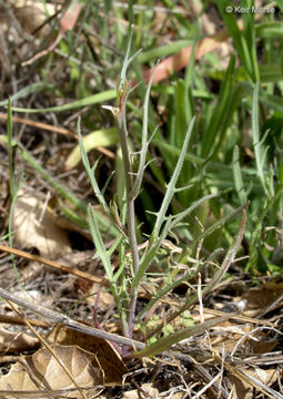 Image of mountain fringepod