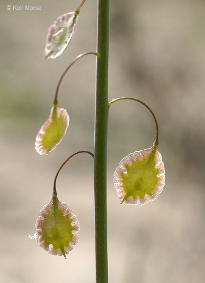 Image de Thysanocarpus laciniatus Nutt.