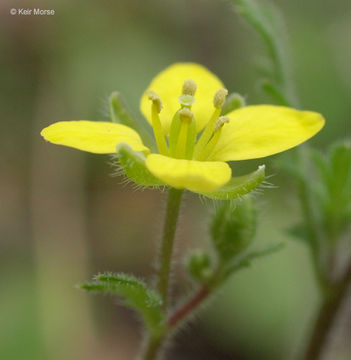 Image de Tropidocarpum gracile Hook.