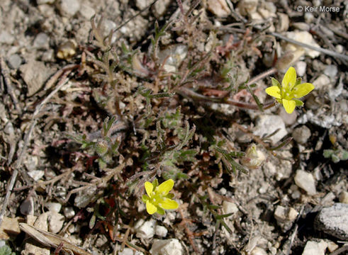 Image de Tropidocarpum gracile Hook.