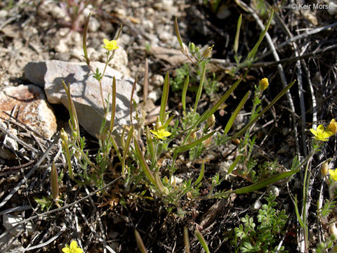 Image de Tropidocarpum gracile Hook.