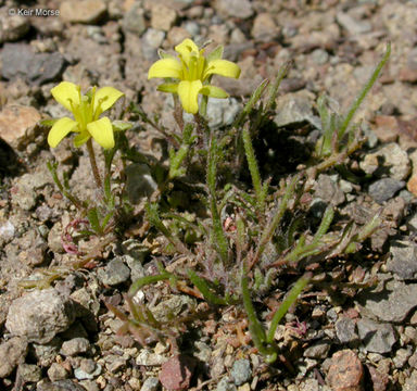 Imagem de Tropidocarpum gracile Hook.