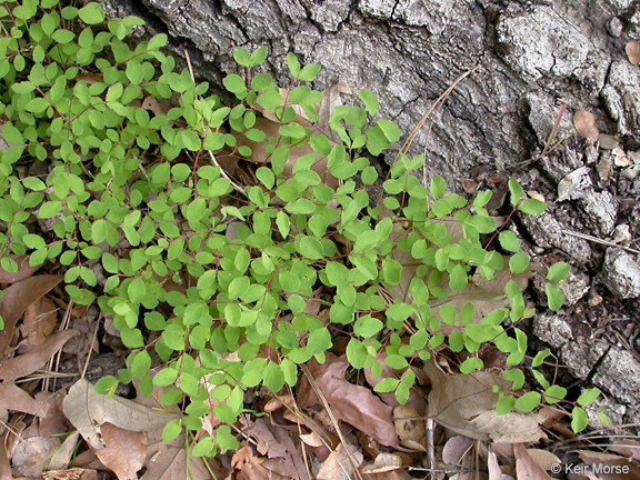 Image of creeping snowberry