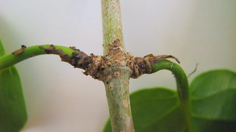 Coccoloba laevis Casar. resmi