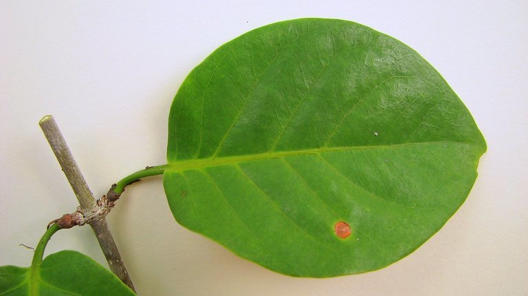 Coccoloba laevis Casar. resmi