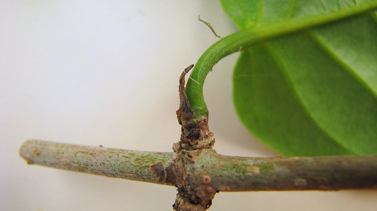 Coccoloba laevis Casar. resmi