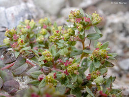 صورة <i>Euphorbia <i>ocellata</i></i> ssp. ocellata