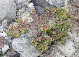 صورة <i>Euphorbia <i>ocellata</i></i> ssp. ocellata