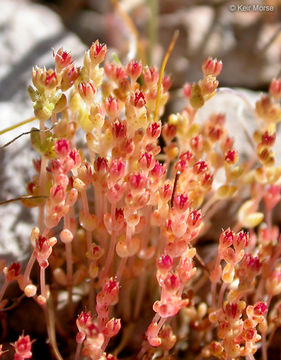 Image of sand pygmyweed