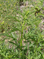 Image of Durango root