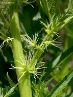 Image of Durango root