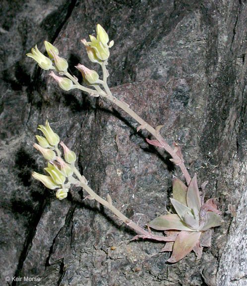 Plancia ëd Dudleya cymosa subsp. paniculata (Jeps.) K. M. Nakai