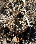 Plancia ëd Dudleya cymosa subsp. paniculata (Jeps.) K. M. Nakai