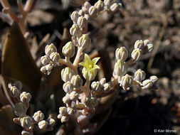 Plancia ëd Dudleya cymosa subsp. paniculata (Jeps.) K. M. Nakai