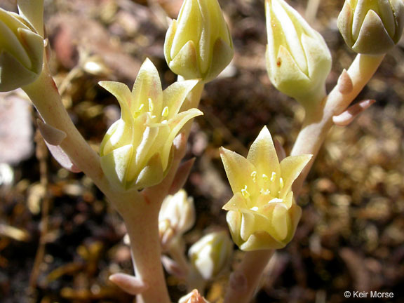 Plancia ëd Dudleya cymosa subsp. paniculata (Jeps.) K. M. Nakai