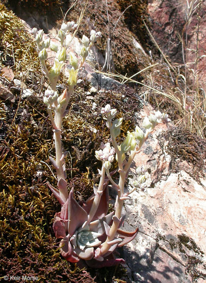 Plancia ëd Dudleya cymosa subsp. paniculata (Jeps.) K. M. Nakai