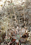 Plancia ëd Dudleya cymosa subsp. paniculata (Jeps.) K. M. Nakai