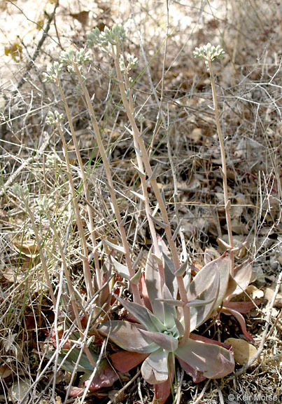 Plancia ëd Dudleya cymosa subsp. paniculata (Jeps.) K. M. Nakai