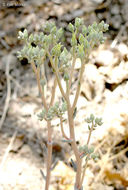 Plancia ëd Dudleya cymosa subsp. paniculata (Jeps.) K. M. Nakai