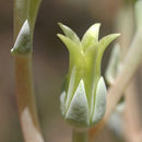 Image de Dudleya cymosa subsp. paniculata (Jeps.) K. M. Nakai