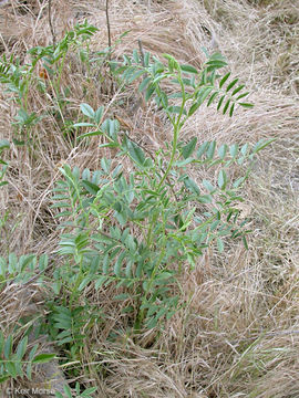 Image of American licorice