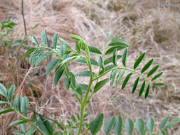 Image of American licorice