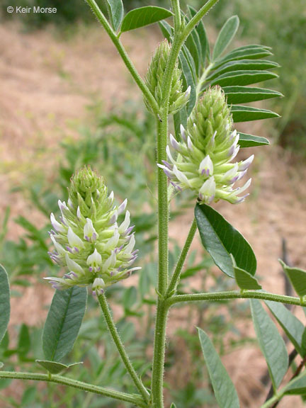 Image of American licorice