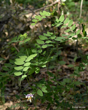 Image of Pacific pea