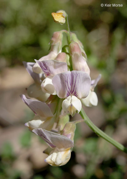 Lathyrus vestitus subsp. vestitus的圖片