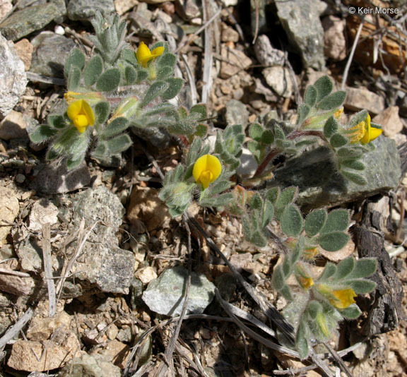 Image of foothill deervetch