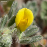 Acmispon brachycarpus (Benth.) D. D. Sokoloff的圖片