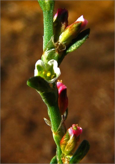 <i>Polygonum aviculare</i> ssp. <i>depressum</i>的圖片