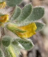 Acmispon brachycarpus (Benth.) D. D. Sokoloff的圖片