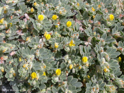 Imagem de Acmispon brachycarpus (Benth.) D. D. Sokoloff