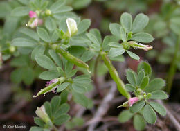 Слика од Acmispon parviflorus (Benth.) D. D. Sokoloff