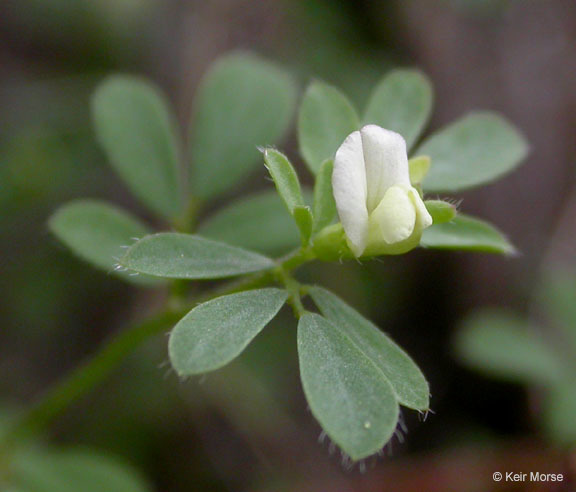 Слика од Acmispon parviflorus (Benth.) D. D. Sokoloff