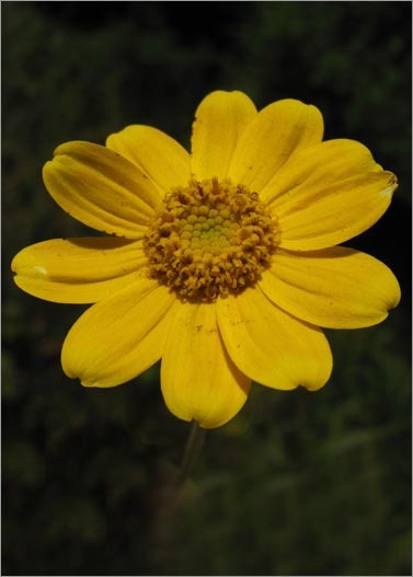 Image of common woolly sunflower