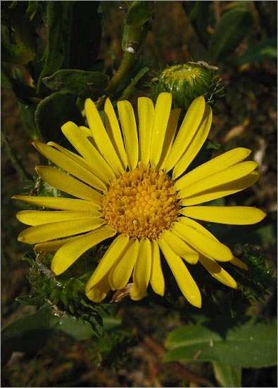 Grindelia hirsutula Hook. & Arn.的圖片