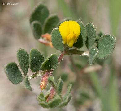 Image de Acmispon wrangelianus (Fisch. & C. A. Mey.) D. D. Sokoloff