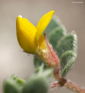 Image of Chilean bird's-foot trefoil