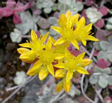 Imagem de Sedum spathulifolium Hook.