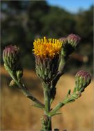 Image of rockloving erigeron