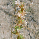 Image of San Joaquin dodder