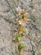 Image of San Joaquin dodder