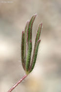 Image de Lupinus bicolor Lindl.