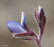 Image de Lupinus bicolor Lindl.