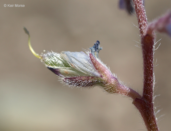 Image de Lupinus bicolor Lindl.