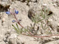 Image de Lupinus bicolor Lindl.