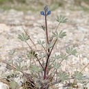 Lupinus concinnus J. Agardh resmi