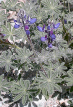 Image of bajada lupine